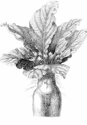  The Mandrake 
Root 